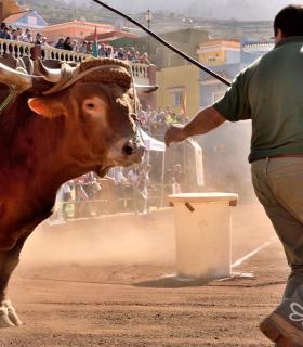 Arrastre de Ganado. Fiestas de San Antonio Abad. La Matanza de Acentejo. 05-02-2017 · foto 67
