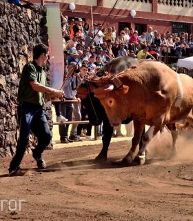 Arrastre de Ganado. Fiestas de San Antonio Abad. La Matanza de Acentejo. 05-02-2017 · foto 76