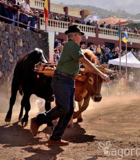 Arrastre de Ganado. Fiestas de San Antonio Abad. La Matanza de Acentejo. 05-02-2017 · foto 78