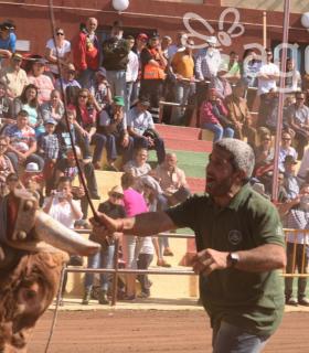 Arrastre de Ganado. Fiestas de San Antonio Abad. La Matanza de Acentejo. 05-02-2017 · foto 26