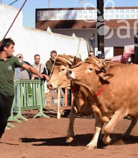 Arrastre de Ganado. Fiestas de San Antonio Abad. La Matanza de Acentejo. 05-02-2017 · foto 22