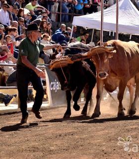 Arrastre de Ganado. Fiestas de San Antonio Abad. La Matanza de Acentejo. 05-02-2017 · foto 66