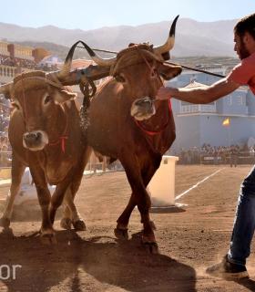 Arrastre de Ganado. Fiestas de San Antonio Abad. La Matanza de Acentejo. 05-02-2017 · foto 72