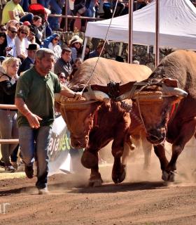 Arrastre de Ganado. Fiestas de San Antonio Abad. La Matanza de Acentejo. 05-02-2017 · foto 51