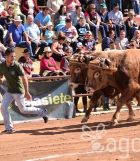 Arrastre de Ganado. Fiestas de San Antonio Abad. La Matanza de Acentejo. 05-02-2017 · foto 38