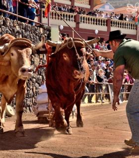 Arrastre de Ganado. Fiestas de San Antonio Abad. La Matanza de Acentejo. 05-02-2017 · foto 16