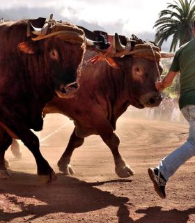 Arrastre de Ganado. Fiestas de San Antonio Abad. La Matanza de Acentejo. 05-02-2017 · foto 59