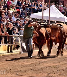 Arrastre de Ganado. Fiestas de San Antonio Abad. La Matanza de Acentejo. 05-02-2017 · foto 70