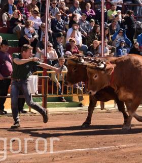 Arrastre de Ganado. Fiestas de San Antonio Abad. La Matanza de Acentejo. 05-02-2017 · foto 30