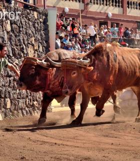 Arrastre de Ganado. Fiestas de San Antonio Abad. La Matanza de Acentejo. 05-02-2017 · foto 7