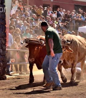 Arrastre de Ganado. Fiestas de San Antonio Abad. La Matanza de Acentejo. 05-02-2017 · foto 71