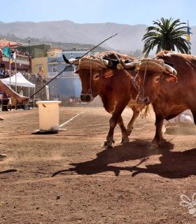 Arrastre de Ganado. Fiestas de San Antonio Abad. La Matanza de Acentejo. 05-02-2017 · foto 6