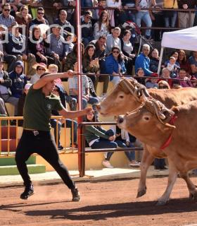 Arrastre de Ganado. Fiestas de San Antonio Abad. La Matanza de Acentejo. 05-02-2017 · foto 19