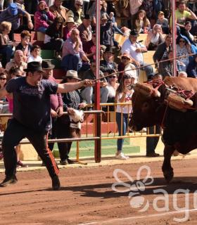 Arrastre de Ganado. Fiestas de San Antonio Abad. La Matanza de Acentejo. 05-02-2017 · foto 44