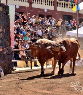 Arrastre de Ganado. Fiestas de San Antonio Abad. La Matanza de Acentejo. 05-02-2017 · foto 69
