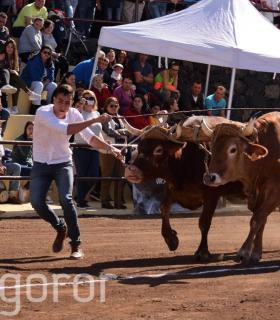 Arrastre de Ganado. Fiestas de San Antonio Abad. La Matanza de Acentejo. 05-02-2017 · foto 32
