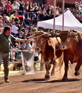 Arrastre de Ganado. Fiestas de San Antonio Abad. La Matanza de Acentejo. 05-02-2017 · foto 13
