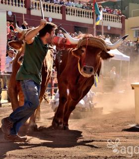 Arrastre de Ganado. Fiestas de San Antonio Abad. La Matanza de Acentejo. 05-02-2017 · foto 61