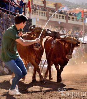 Arrastre de Ganado. Fiestas de San Antonio Abad. La Matanza de Acentejo. 05-02-2017 · foto 28
