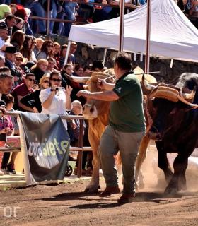 Arrastre de Ganado. Fiestas de San Antonio Abad. La Matanza de Acentejo. 05-02-2017 · foto 33