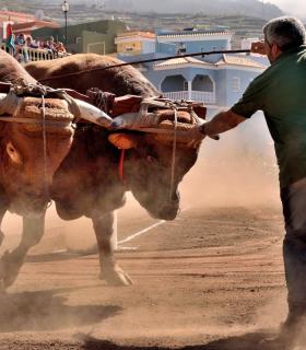 Arrastre de Ganado. Fiestas de San Antonio Abad. La Matanza de Acentejo. 05-02-2017 · foto 80