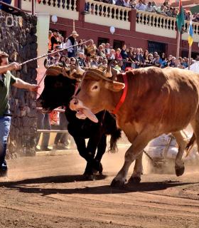 Arrastre de Ganado. Fiestas de San Antonio Abad. La Matanza de Acentejo. 05-02-2017 · foto 54