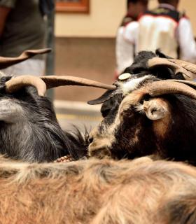 Romeria de San Isidro Labrador, 2017. Tacoronte. · foto 3