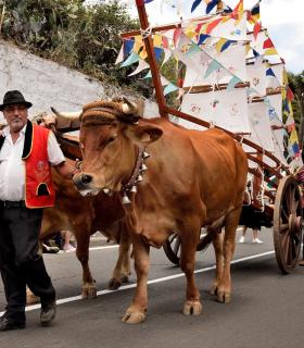 Romeria de San Isidro Labrador, 2017. Tacoronte. · foto 20