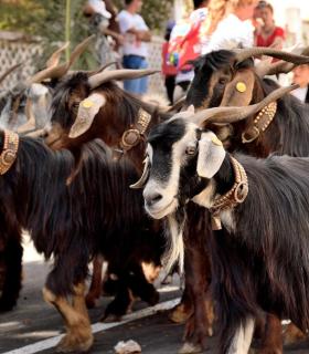 Romeria de San Isidro Labrador, 2017. Tacoronte. · foto 43