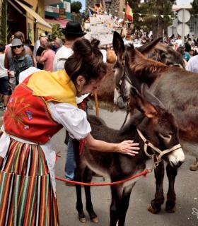 Romeria de San Isidro Labrador, 2017. Tacoronte. · foto 67