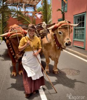 Romeria de San Isidro Labrador, 2017. Tacoronte. · foto 30