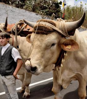 Romeria de San Isidro Labrador, 2017. Tacoronte. · foto 19