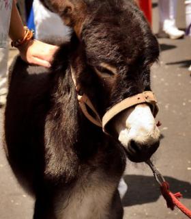 Romeria de San Isidro Labrador, 2017. Tacoronte. · foto 68