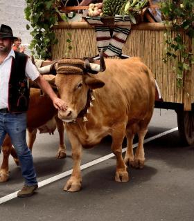 Romeria de San Isidro Labrador, 2017. Tacoronte. · foto 18