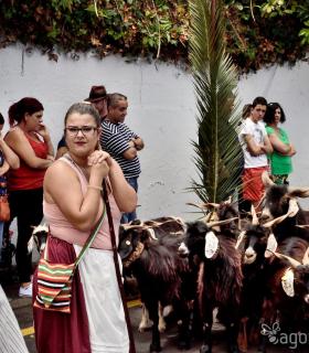Romeria de San Isidro Labrador, 2017. Tacoronte. · foto 16