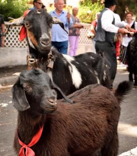 Romeria de San Isidro Labrador, 2017. Tacoronte. · foto 48