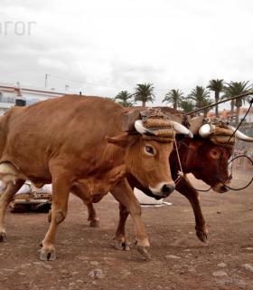 Fiesta de San Antonio Abad. Inauguración de la XI Liga de Arrastre Infantil y el XXIX Concurso de Arrastre Isla de Tenerife. · foto 27