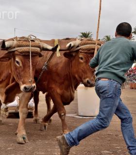 Fiesta de San Antonio Abad. Inauguración de la XI Liga de Arrastre Infantil y el XXIX Concurso de Arrastre Isla de Tenerife. · foto 38