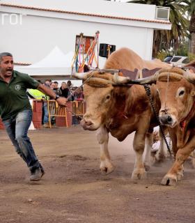 Fiesta de San Antonio Abad. Inauguración de la XI Liga de Arrastre Infantil y el XXIX Concurso de Arrastre Isla de Tenerife. · foto 66
