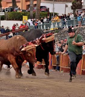 Fiesta de San Antonio Abad. Inauguración de la XI Liga de Arrastre Infantil y el XXIX Concurso de Arrastre Isla de Tenerife. · foto 65