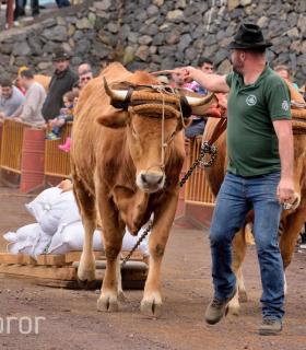 Fiesta de San Antonio Abad. Inauguración de la XI Liga de Arrastre Infantil y el XXIX Concurso de Arrastre Isla de Tenerife. · foto 4