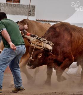Fiesta de San Antonio Abad. Inauguración de la XI Liga de Arrastre Infantil y el XXIX Concurso de Arrastre Isla de Tenerife. · foto 61