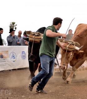 Fiesta de San Antonio Abad. Inauguración de la XI Liga de Arrastre Infantil y el XXIX Concurso de Arrastre Isla de Tenerife. · foto 49