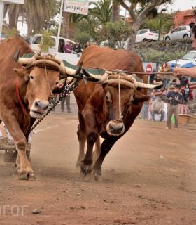 Fiesta de San Antonio Abad. Inauguración de la XI Liga de Arrastre Infantil y el XXIX Concurso de Arrastre Isla de Tenerife. · foto 41