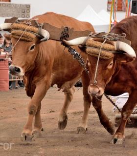 Fiesta de San Antonio Abad. Inauguración de la XI Liga de Arrastre Infantil y el XXIX Concurso de Arrastre Isla de Tenerife. · foto 26