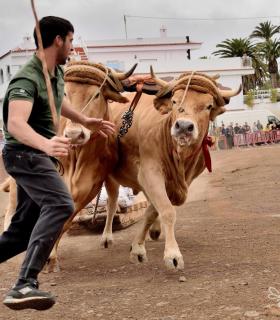 Fiesta de San Antonio Abad. Inauguración de la XI Liga de Arrastre Infantil y el XXIX Concurso de Arrastre Isla de Tenerife. · foto 18