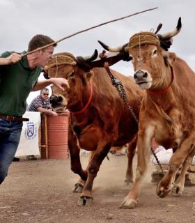 Fiesta de San Antonio Abad. Inauguración de la XI Liga de Arrastre Infantil y el XXIX Concurso de Arrastre Isla de Tenerife. · foto 39