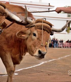 Fiesta de San Antonio Abad. Inauguración de la XI Liga de Arrastre Infantil y el XXIX Concurso de Arrastre Isla de Tenerife. · foto 44