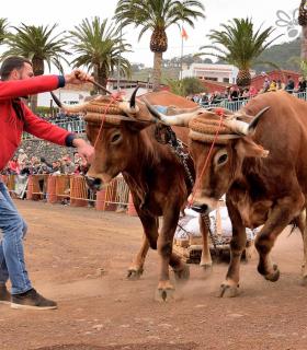 Fiesta de San Antonio Abad. Inauguración de la XI Liga de Arrastre Infantil y el XXIX Concurso de Arrastre Isla de Tenerife. · foto 16