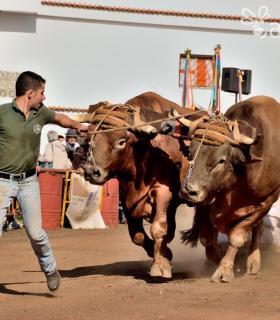 Fiesta de San Antonio Abad. Inauguración de la XI Liga de Arrastre Infantil y el XXIX Concurso de Arrastre Isla de Tenerife. · foto 71